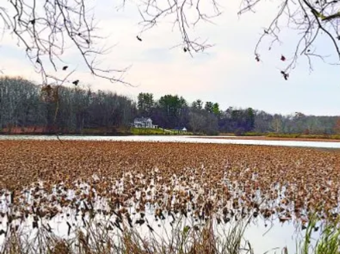 Lake Logan Association addresses serious issues of aquatic vegetation.