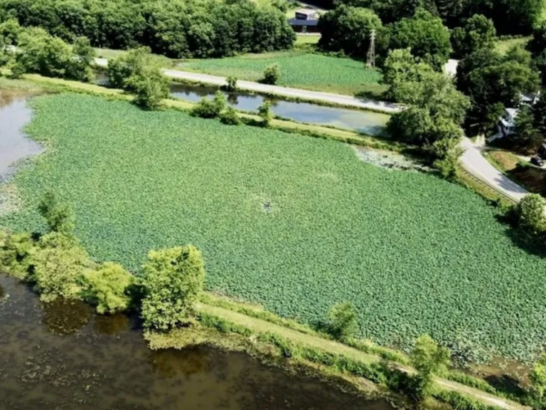 Group forms to push for restoration, protection of Lake Logan