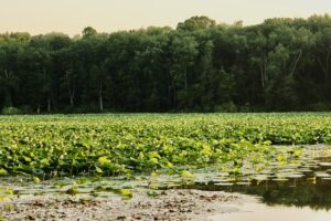 Dredging of Lake Logan in sight with $1.7 million designated for the project